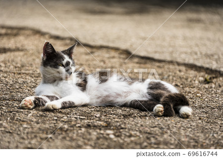 An arrogant tomcat lying on the ground and looking around An arrogant tomcat lying on the ground and looking around 69616744