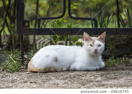 Cat lying on warm ground and resting after lunch 69616745