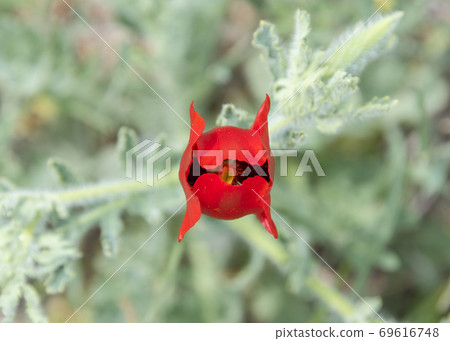 Bright red half-opened poppy flower on a blurred background of light green leaves Bright red half-opened poppy flower on a blurred background of light green leaves 69616748