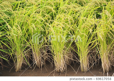 Agricultural image (rice farming) Agricultural image (rice farming) 69617058