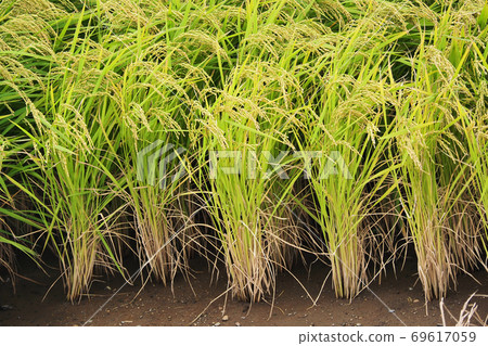 Agricultural image (rice farming) Agricultural image (rice farming) 69617059