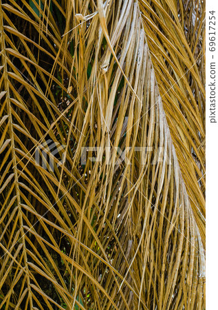 Texture of Dried Palm Leaf for Natural Background Used. Texture of Dried Palm Leaf for Natural Background Used. 69617254