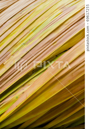 Texture of Dried Palm Leaf for Natural Background Used. Texture of Dried Palm Leaf for Natural Background Used. 69617255