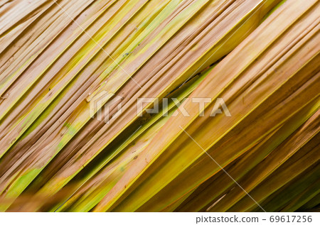Texture of Dried Palm Leaf for Natural Background Used. Texture of Dried Palm Leaf for Natural Background Used. 69617256