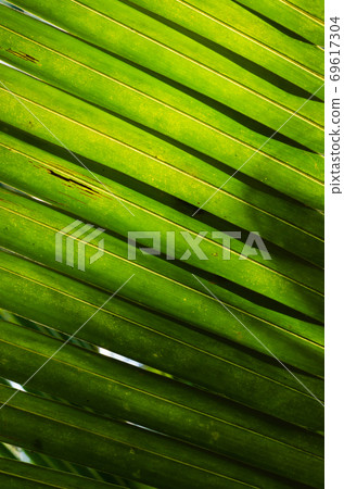 Coconut Leaf in Soft Focus for Close up to Detail. Coconut Leaf in Soft Focus for Close up to Detail. 69617304