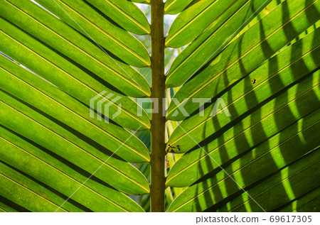 Coconut Leaf in Soft Focus for Close up to Detail. Coconut Leaf in Soft Focus for Close up to Detail. 69617305