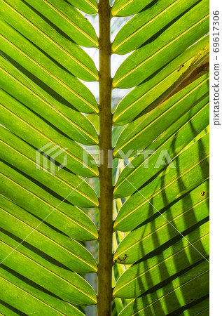 Coconut Leaf in Soft Focus for Close up to Detail. 69617306