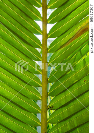 Coconut Leaf in Soft Focus for Close up to Detail. Coconut Leaf in Soft Focus for Close up to Detail. 69617307