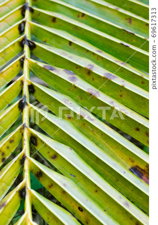 Coconut Leaf in Soft Focus for Close up to Detail. Coconut Leaf in Soft Focus for Close up to Detail. 69617313