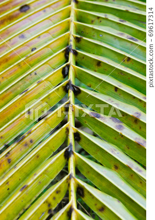 Coconut Leaf in Soft Focus for Close up to Detail. 69617314