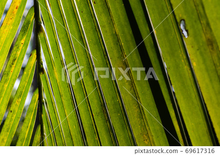 Coconut Leaf in Soft Focus for Close up to Detail. Coconut Leaf in Soft Focus for Close up to Detail. 69617316