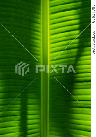 Texture of Banana Leaf in Close Up Detail for Natural Background. Texture of Banana Leaf in Close Up Detail for Natural Background. 69617389