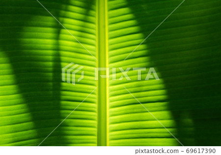Texture of Banana Leaf in Close Up Detail for Natural Background. Texture of Banana Leaf in Close Up Detail for Natural Background. 69617390