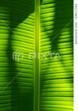 Texture of Banana Leaf in Close Up Detail for Natural Background. Texture of Banana Leaf in Close Up Detail for Natural Background. 69617393