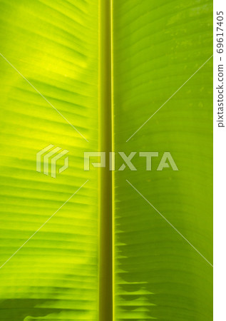 Texture of Banana Leaf in Close Up Detail for Natural Background. Texture of Banana Leaf in Close Up Detail for Natural Background. 69617405