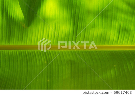 Texture of Banana Leaf in Close Up Detail for Natural Background. Texture of Banana Leaf in Close Up Detail for Natural Background. 69617408