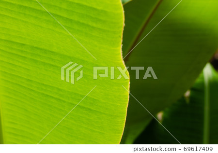 Texture of Banana Leaf in Close Up Detail for Natural Background. Texture of Banana Leaf in Close Up Detail for Natural Background. 69617409