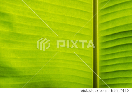 Texture of Banana Leaf in Close Up Detail for Natural Background. Texture of Banana Leaf in Close Up Detail for Natural Background. 69617410