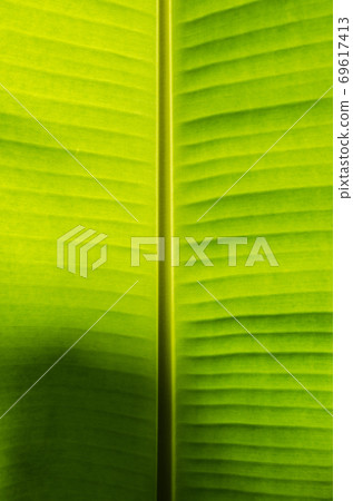 Texture of Banana Leaf in Close Up Detail for Natural Background. Texture of Banana Leaf in Close Up Detail for Natural Background. 69617413