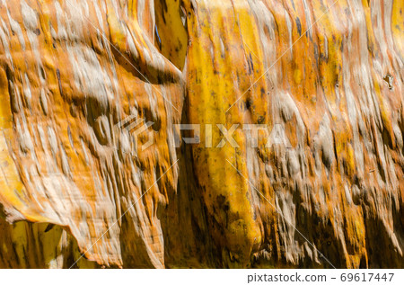 Texture of Dried Yellow Banana Leaf. 69617447