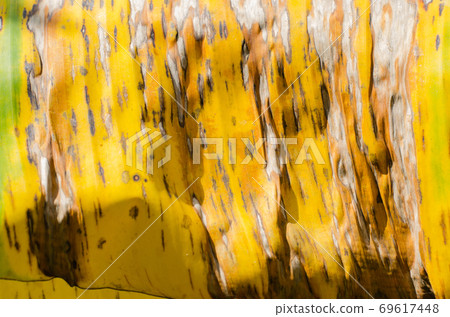Texture of Dried Yellow Banana Leaf. Texture of Dried Yellow Banana Leaf. 69617448