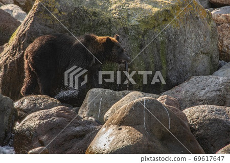 A brown bear holding a pink salmon on the Shiretoko Peninsula, Hokkaido A brown bear holding a pink salmon on the Shiretoko Peninsula, Hokkaido 69617647