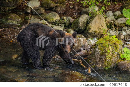 Brown bear on the Shiretoko Peninsula, Hokkaido September Brown bear on the Shiretoko Peninsula, Hokkaido September 69617648
