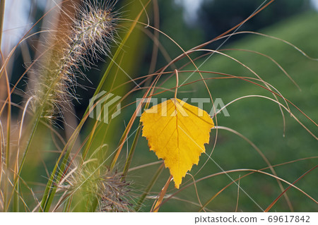 The beautiful lonely birch yellow leaf caught on a dry blade of grass closeup 69617842