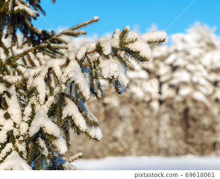 Fir branches covered with snow at winter forest Fir branches covered with snow at winter forest 69618061