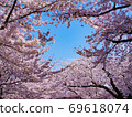 櫻花，春天的天空，兼六園，金澤，賞櫻花 69618074