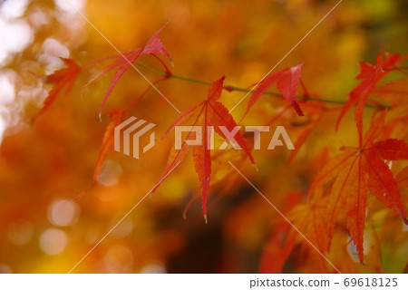 Bright red autumn leaves 69618125