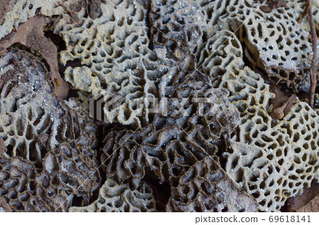 Colony of Termite in Soil. Colony of Termite in Soil. 69618141