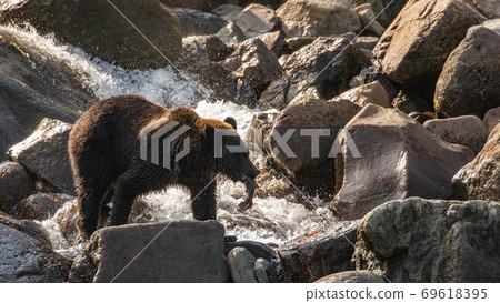 A brown bear holding a pink salmon on the Shiretoko Peninsula, Hokkaido A brown bear holding a pink salmon on the Shiretoko Peninsula, Hokkaido 69618395
