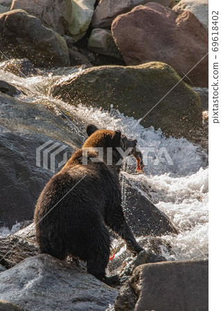 A brown bear holding a pink salmon on the Shiretoko Peninsula, Hokkaido A brown bear holding a pink salmon on the Shiretoko Peninsula, Hokkaido 69618402