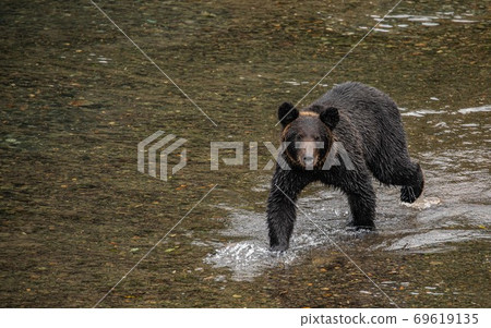 A brown bear looking for pink salmon on the Shiretoko Peninsula, Hokkaido 69619135