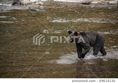 A brown bear looking for pink salmon on the Shiretoko Peninsula, Hokkaido 69619136
