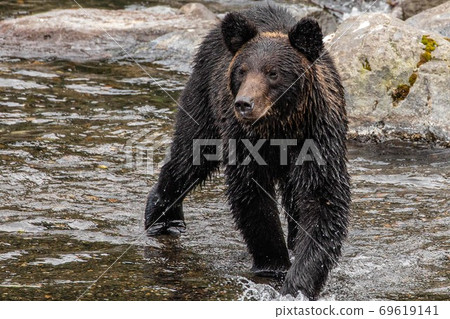 A brown bear looking for pink salmon on the Shiretoko Peninsula, Hokkaido A brown bear looking for pink salmon on the Shiretoko Peninsula, Hokkaido 69619141