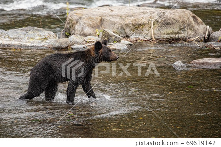 Higuma在北海道知床半島上尋找Karafutomas 69619142