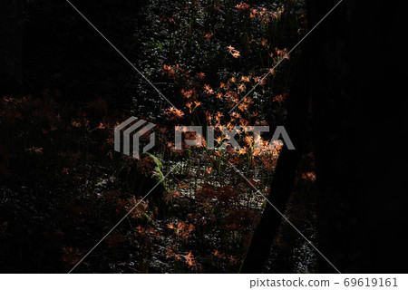 A flower lit by a light fox razor A flower lit by a light fox razor 69619161