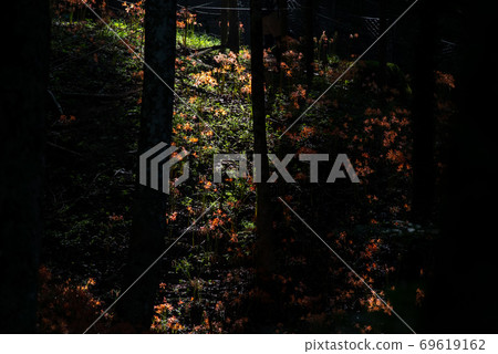 A flower lit by a light fox razor A flower lit by a light fox razor 69619162