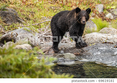 A brown bear looking for pink salmon on the Shiretoko Peninsula, Hokkaido 69619181