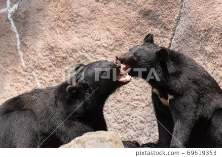 Bear fighting 69619353