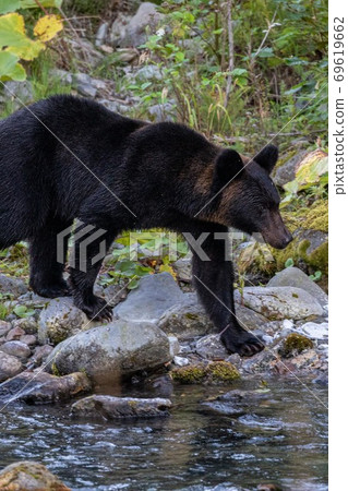 Higuma在北海道知床半島上尋找Karafutomas 69619662