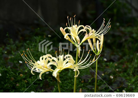 群集孤挺花 群集孤挺花 69619669