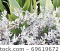Very beautiful and attractive flowers and plants . 69619672