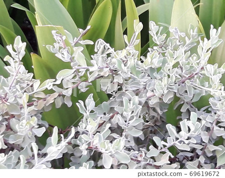 Very beautiful and attractive flowers and plants . Very beautiful and attractive flowers and plants . 69619672