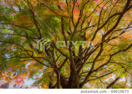 Autumn of Arajo Oka Castle Ruins 69619673