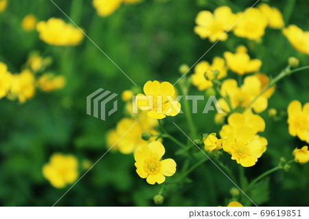 開花在領域的黃色花 69619851