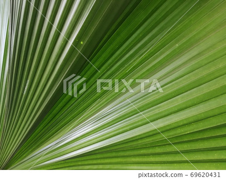 Full frame shot of green palm tree leaf background Full frame shot of green palm tree leaf background 69620431
