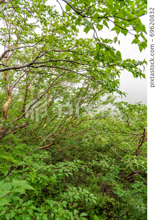 山中自然 69620832